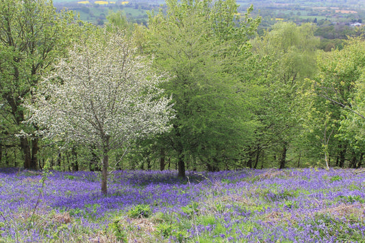 Bluebells flowering on the Malvern Hills with the Worcestershire landscape stretching into the distance